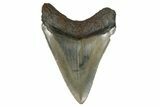 Serrated, Fossil Megalodon Tooth - Aurora, North Carolina #179803-1